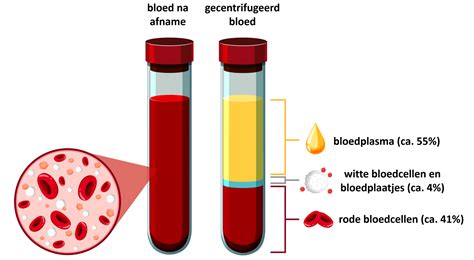 Illustratie van de lever en rode bloedcellen die de effecten van het HELLP-syndroom tonen