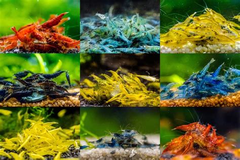 Overzicht van verschillende soorten garnalen, met nadruk op Neocaridina en Caridina