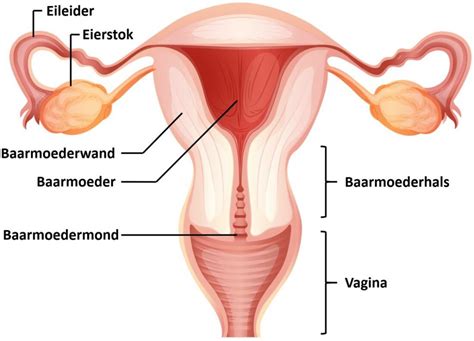 illustratie van een embryo dat zich innestelt in de baarmoederwand