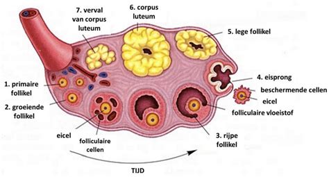 Schematische weergave van de ontwikkeling van follikels in de eierstok
