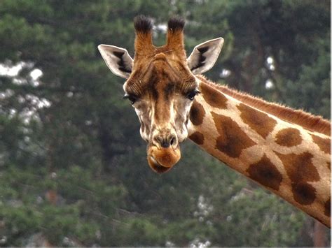 Artistieke illustratie van een giraf met een lange nek, symbolisch voor liefde en zachtheid op een geboortekaartje.