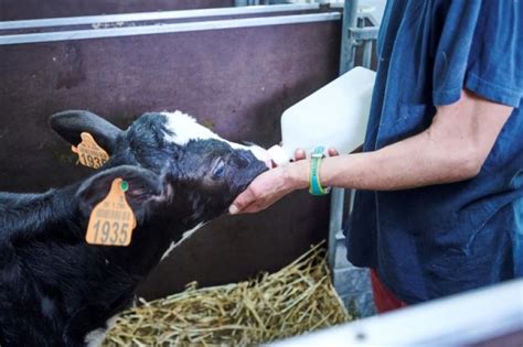 Schema van de ideale biestgift voor kalveren na geboorte
