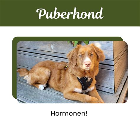 Diagram dat de hormonale veranderingen tijdens schijnzwangerschap bij honden illustreert.