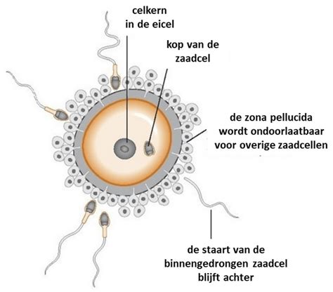 Illustratie die de reis van de eicel en zaadcel naar bevruchting en innesteling toont.