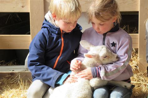 kinderen die knuffelen met lammetjes bij een schaapskooi