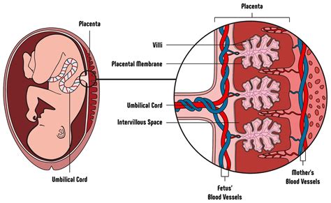 Schema van de placenta en de bloedtoevoer naar de foetus
