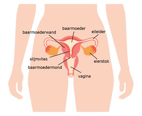 Schema van de vrouwelijke voortplantingsorganen met aanduiding van de eierstokken.