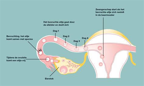 Illustratie van een embryo dat zich innestelt in het baarmoederslijmvlies.
