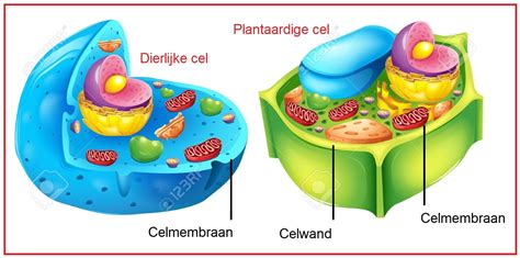Illustratie van cellen die een choriocarcinoom vormen