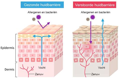Diagram dat de werking van niacinamide op de huidbarrière, pigmentatie en talgregulatie toont.