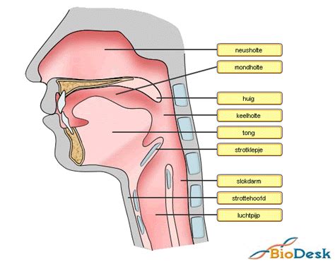 illustratie van de anatomie van de mond en keel, met focus op speekselklieren en de slikroute