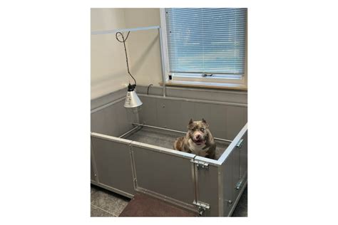 Een ruime werpkist met een comfortabele deken, ideaal voor een drachtige hond