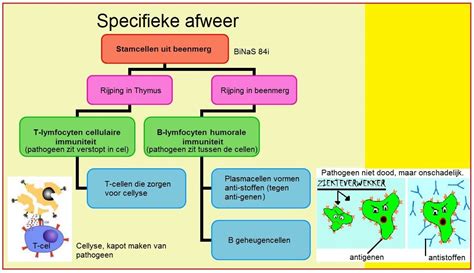 Diagram van het menselijk immuunsysteem en de rol van de darmen