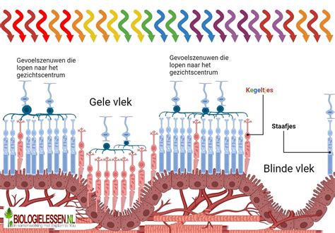 Schema dat de normale en verstoorde bloedvatengroei in het netvlies bij ROP illustreert.