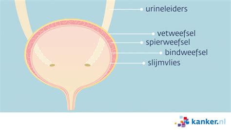 schematische weergave van de blaas en omliggende organen