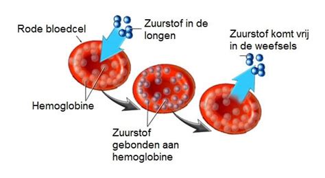 Schema van rode bloedcellen en hemoglobine die zuurstof transporteren
