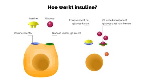 infographic over de werking van insuline en de impact van zwangerschapshormonen