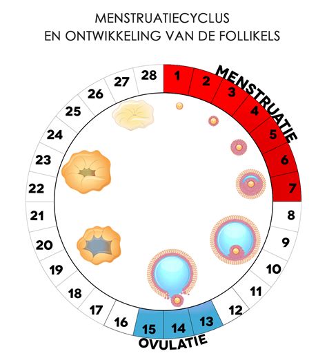 Schematische weergave van de vrouwelijke voortplantingscyclus, met nadruk op de ovulatie.