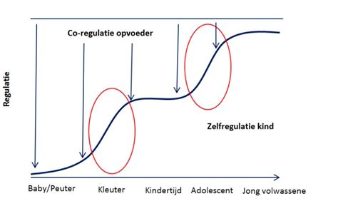 Schema dat de hormonale regulatie van melkproductie tijdens en na de zwangerschap illustreert.