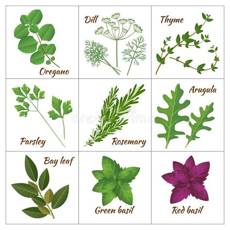 illustratie van diverse medicinale kruiden die gebruikt werden voor reproductieve gezondheid