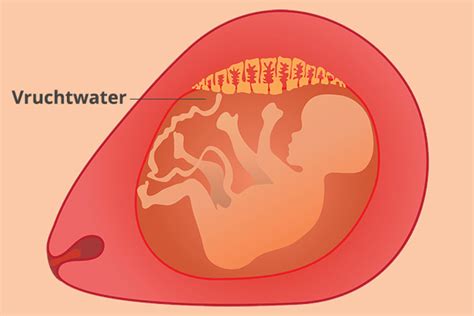 Illustratie van een foetus in de baarmoeder omringd door vruchtwater