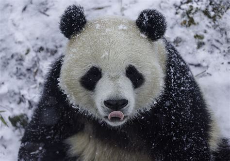 Illustratie van de anatomie van een reuzenpanda met focus op de zesde vinger.