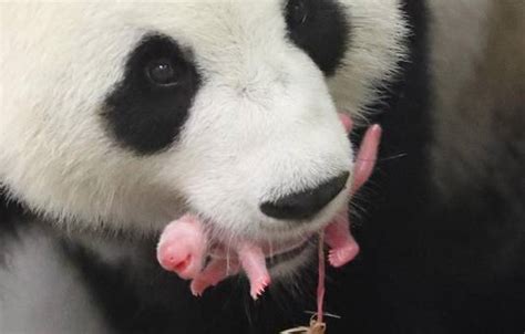 Foto van reuzenpanda Wu Wen met haar pasgeboren jong in het kraamhol.