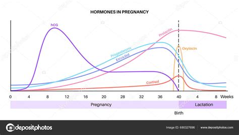 grafiek die de hormoonspiegels van prolactine gedurende de dag toont
