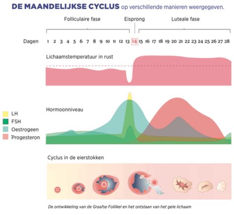 Diagram van de vrouwelijke hormonale cyclus met markering van de ovulatieperiode.