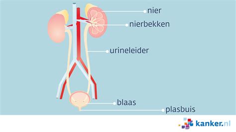 schematische weergave van de urinewegen en de nieren, met nadruk op de filtratie van bloed