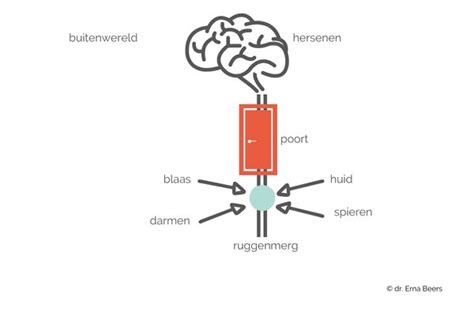 Illustratie die de communicatie tussen de blaas en de hersenen toont, met een focus op het signaal van een volle blaas.