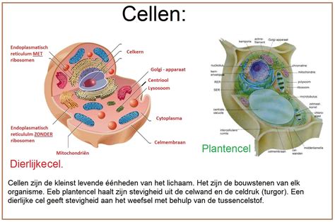 Illustratie van een DNA-helix, waarbij menselijke en dierlijke strengen door elkaar lopen, om het concept van hybride leven te visualiseren
