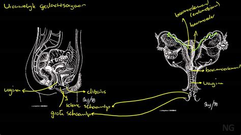 Illustratie van een kat met zichtbare vaginale uitvloeiing als symptoom van baarmoederontsteking