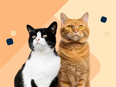 Infographic die het hormonale proces bij katten en de invloed op de baarmoeder uitlegt