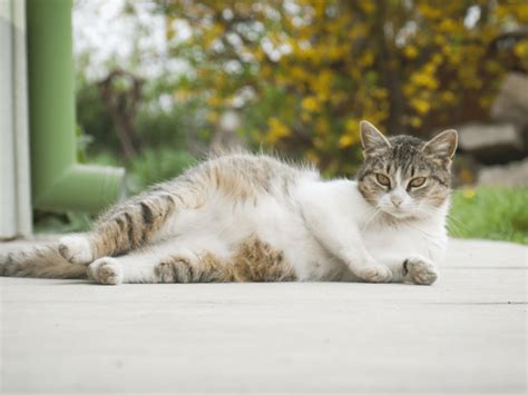 Grafiek met de voedingsbehoefte van een drachtige kat per week.