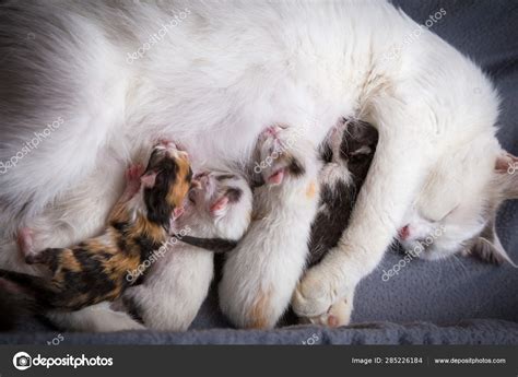 Illustratie van het schoonmaken van een pasgeboren kitten.