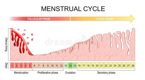 Illustratie van de vier fasen van de menstruatiecyclus