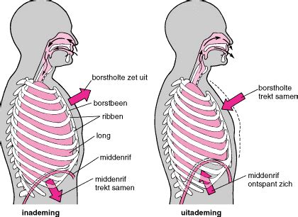 visuele voorstelling van de ademhalingsspieren in het menselijk lichaam