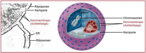 Illustratie van de structuur van een colostrum capsule met de belangrijkste componenten