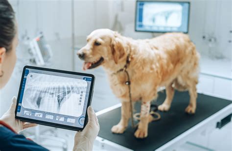 hond op echo-onderzoek