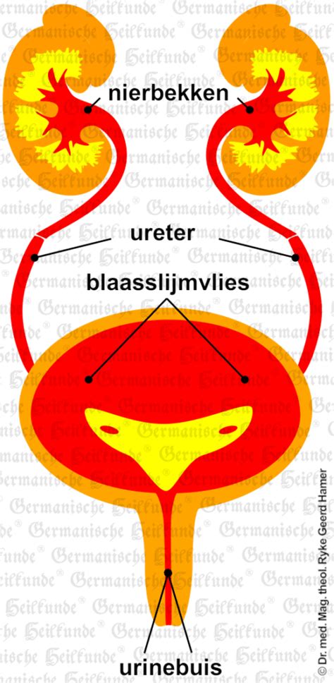 Schematische weergave van de urinewegen met mogelijke afwijkingen zoals hydronefrose, mega-ureter en vesico-ureterale reflux.