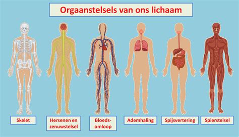 Schema dat de verschillende systemen in het lichaam toont die invloed kunnen hebben op de ademgeur (mond, maag, darmen, longen, nieren, lever)