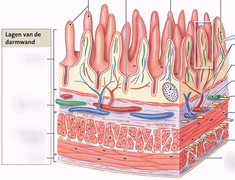 Illustratie van de darmwand met en zonder beschermende laag van moedermelk
