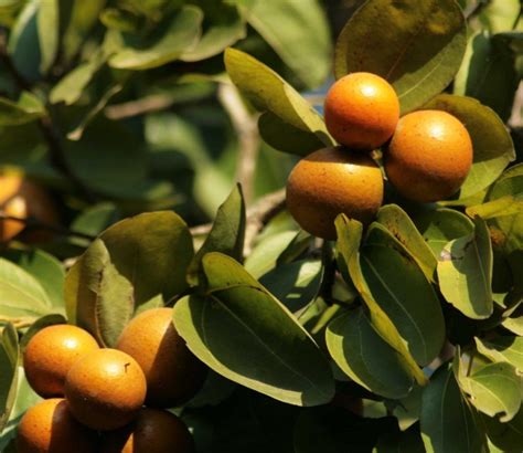 foto van de Nux vomica boom en zijn vruchten