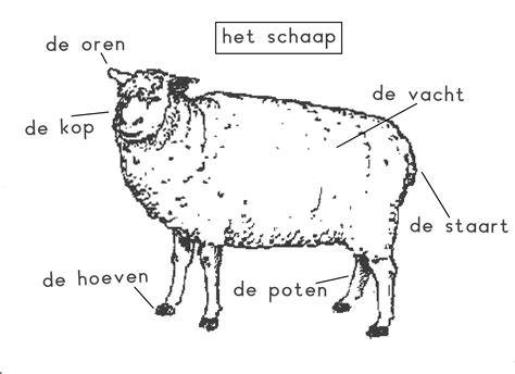 Diagram van de anatomie van een schaap met focus op de melkklieren en spenen.