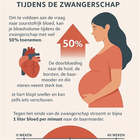 Illustratie die de toename van bloedvolume tijdens de zwangerschap en de impact op het hart weergeeft