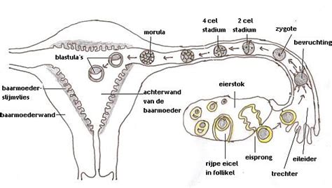 Illustratie van een embryo dat wordt teruggeplaatst in de baarmoeder