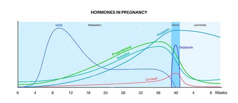 Grafische weergave van de hormoonbalans tijdens borstvoeding: prolactine en oxytocine.