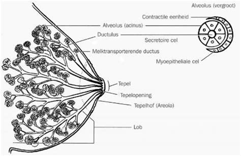 Diagram dat de anatomie van de borst en de melkproductie illustreert.