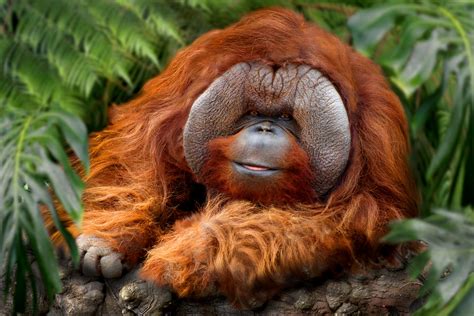 Een gedetailleerde illustratie van het dieet van een orang-oetan, met verschillende soorten fruit en andere voedselbronnen.